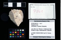 Foto (Objekt + Etikett) von Decapoda indet.  (NHMW-GEO-2014-0194-0141)